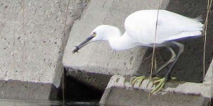 大池コサギ2013.08.08