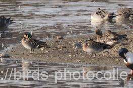 今日の観察は♂3♀3　トモエガモ　2026.02.24