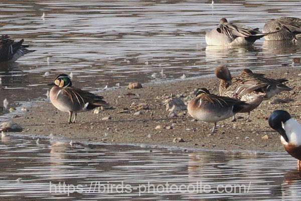 今日の観察は♂3♀3　トモエガモ　2026.02.24