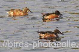 ハシビロガモ 2025.11.26