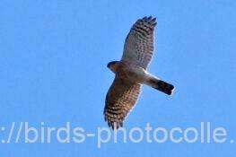 ハイタカ　2026.02.04