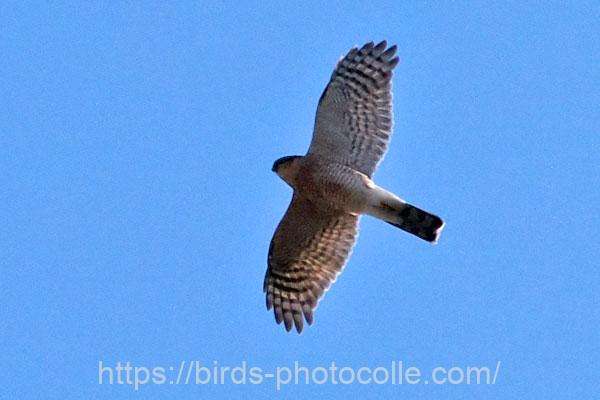 ハイタカ　2026.02.04