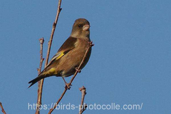 カワラヒワ 2026.01.31