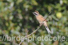 ホオジロ　2025.10.29