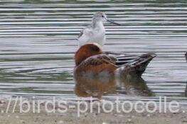 アオアシシギ手前はヒドリガモ　2025.10.14