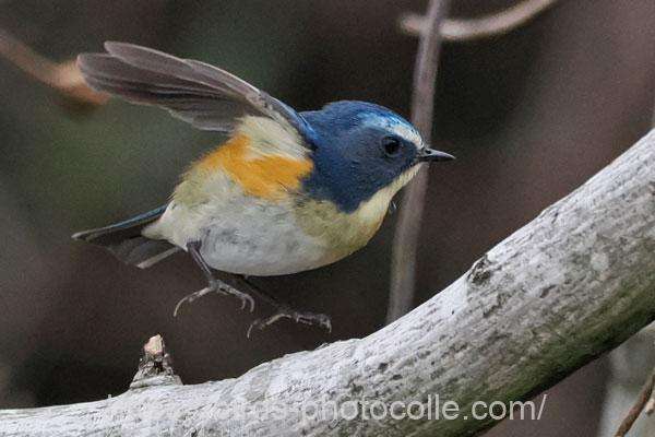 ルリビタキ 2026.03.23