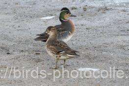 上陸トモエガモ　2025.12.09