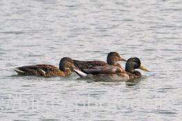 マガモ 2025.10.23