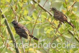 ホオジロ　2025.08.29