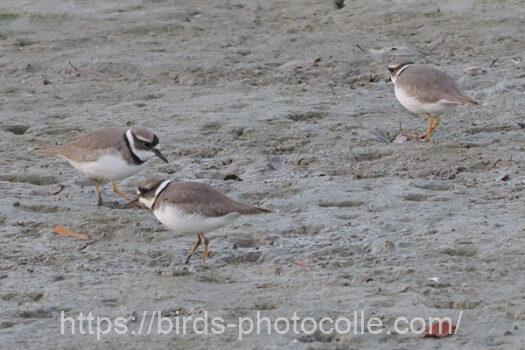 イカルチドリ221208