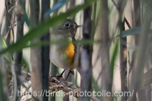 ルリビタキ221216