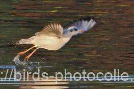 ユリカモメ　2025.11.15