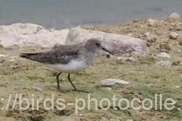 オジロトウネン　2025.09.20