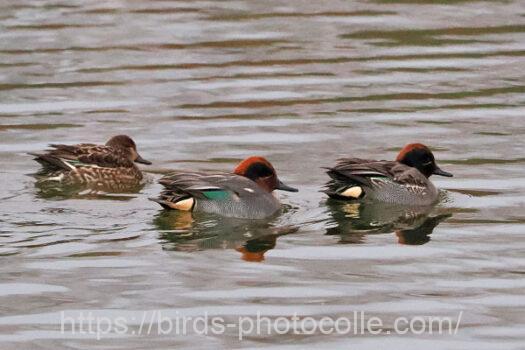 コガモ　2023.12.29