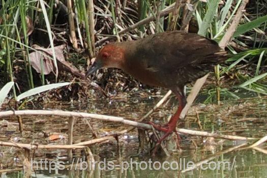 ヒクイナ　親　2023.08.28