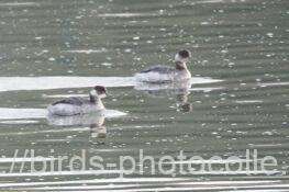 今日は2羽ハジロカイツブリ　2026.01.08