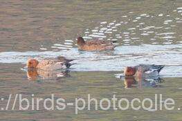 ヒドリガモ　2026.01.17