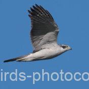 オオタカ 2025.02.24