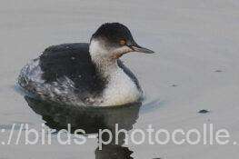 5羽点在ハジロカイツブリ　2025.12.11