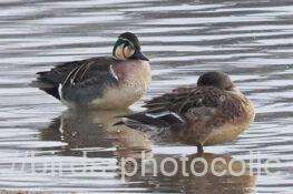 トモエガモ　2026.02.13