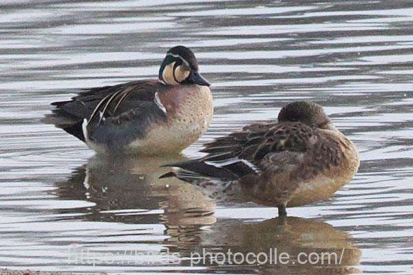 トモエガモ　2026.02.13