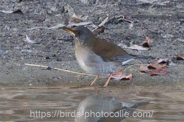 シロハラ　2026.02.20