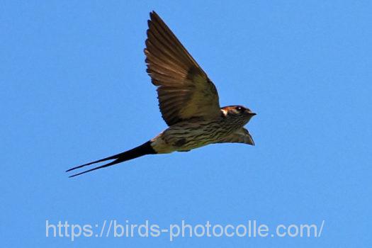 コシアカツバメ220629