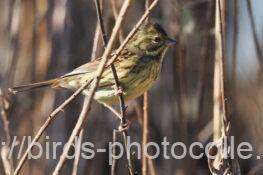 アオジ　2026.01.13