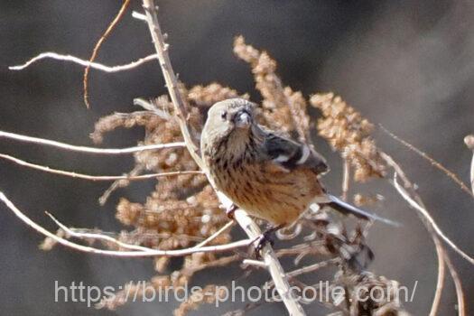 ベニマシコ230319