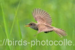 2025.06.25嘴基部に黄味があるので幼鳥？　250625