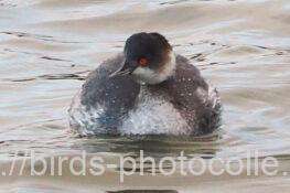 ハジロカイツブリ　2025.12.26