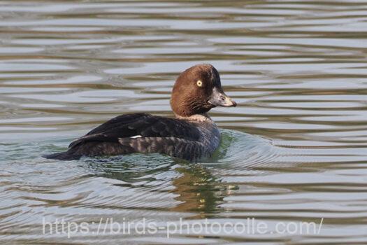 ホオジロガモ　2025.01.24