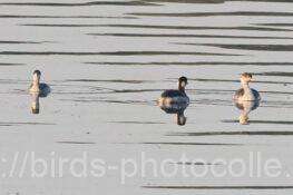 ハジロカイツブリ3羽　2025.11.21