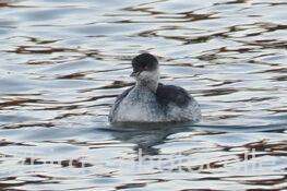 ハジロカイツブリ　2025.12.18