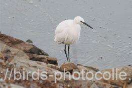 コサギ　2026.01.19