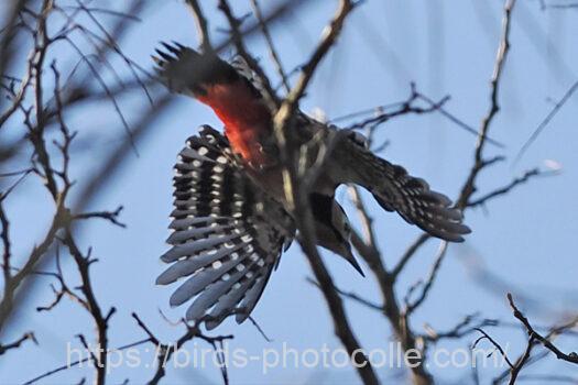 アカゲラ230119-1