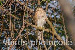 ハイタカ　2026.02.12