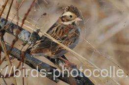 カシラダカ　2026.01.15