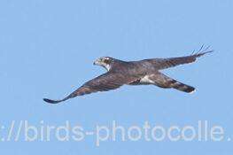 オオタカ成鳥 2025.12.09