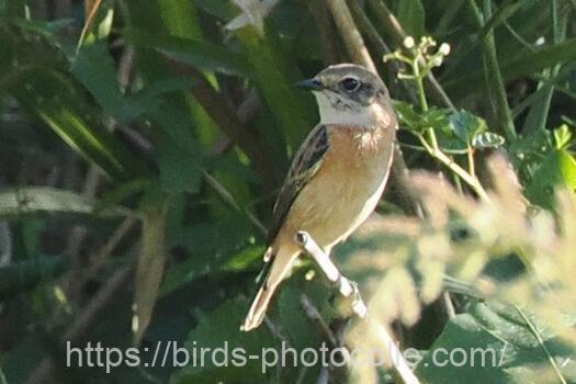 ノビタキ　2023.09.29