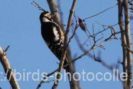 アカゲラ　2026.02.12