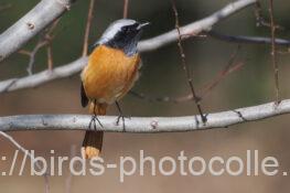 ジョウビタキ♂ 2025.03.10