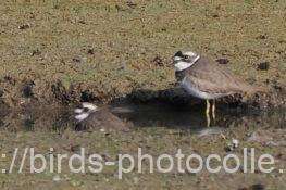 イカルチドリ　2025.11.21