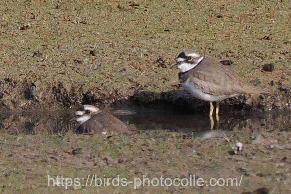 イカルチドリ 2025.11.21