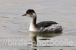 ハジロカイツブリ　2025.12.08