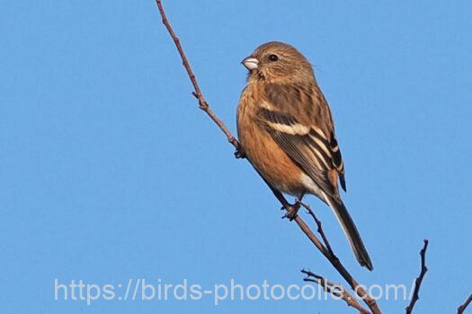 ベニマシコ　2023.12.27