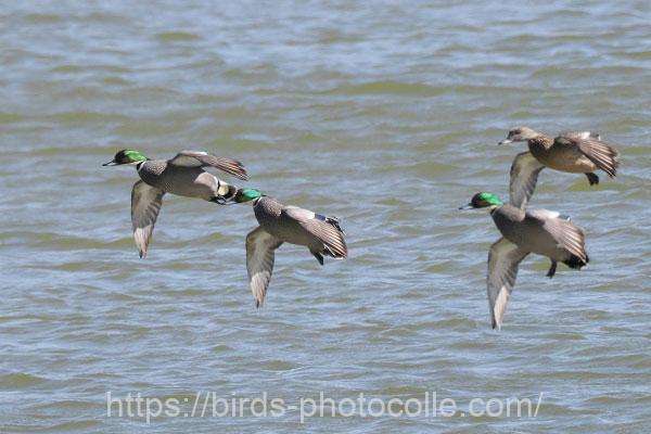 ヨシガモ 2026.03.04