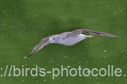 アオアシシギ　2025.10.18