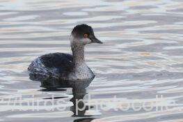 3羽確認ハジロカイツブリ　2025.12.10