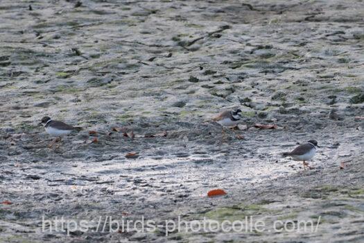 イカルチドリ221210